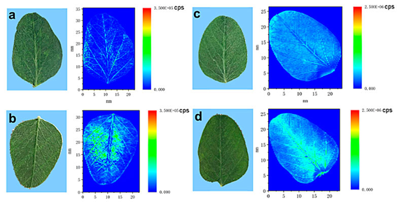 光聲無(wú)標記成像與傳統熒光標記法信噪比對比圖 光聲無(wú)標記成像與傳統熒光標記法信噪比對比圖